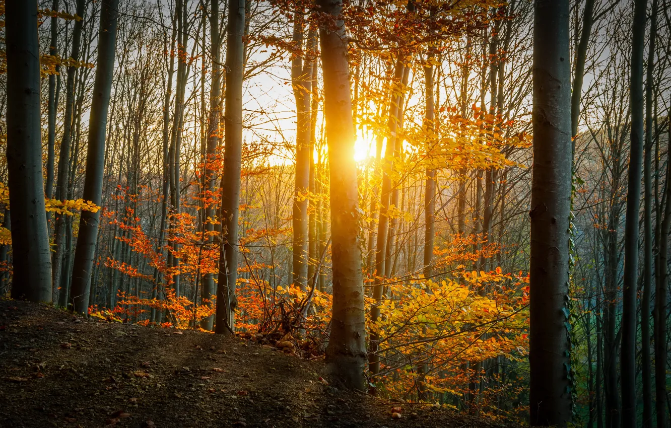 Photo wallpaper autumn, forest, leaves, trees, yellow, the rays of the sun