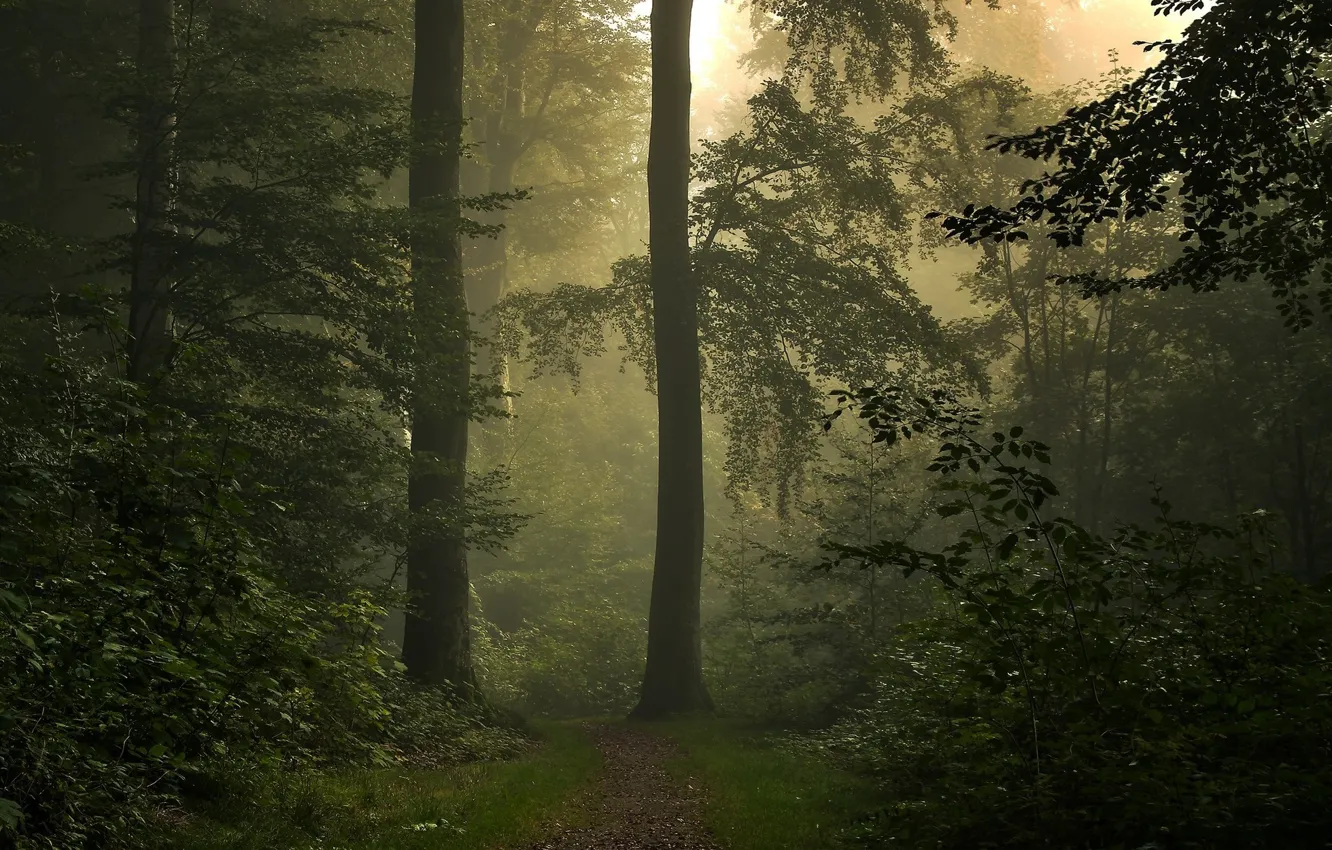 Photo wallpaper forest, light, nature, path