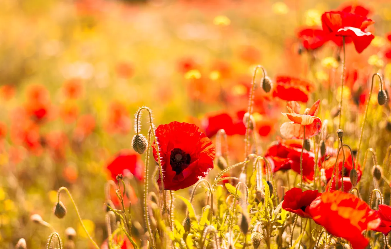 Photo wallpaper summer, flowers, red, glade, bright, Maki, blur, buds
