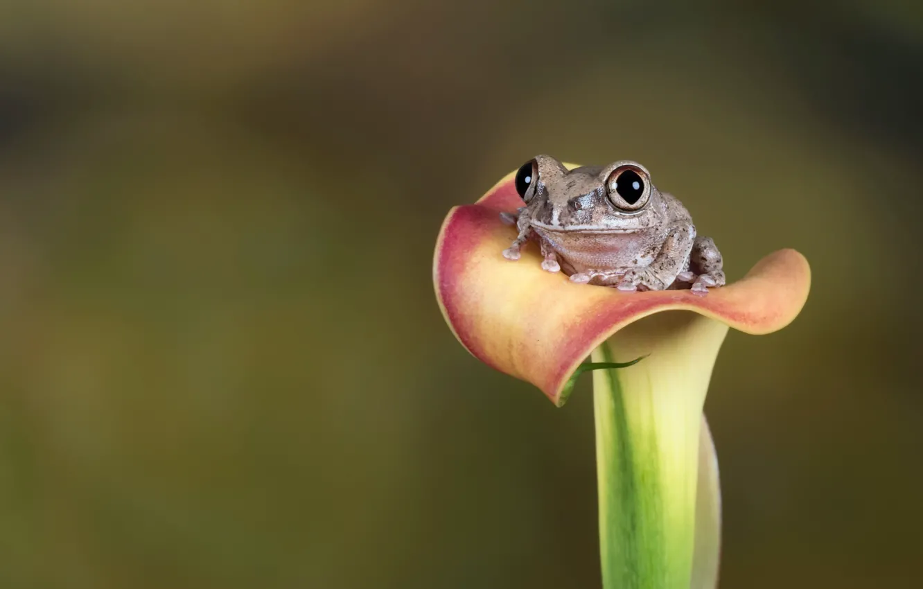Photo wallpaper flower, summer, frog