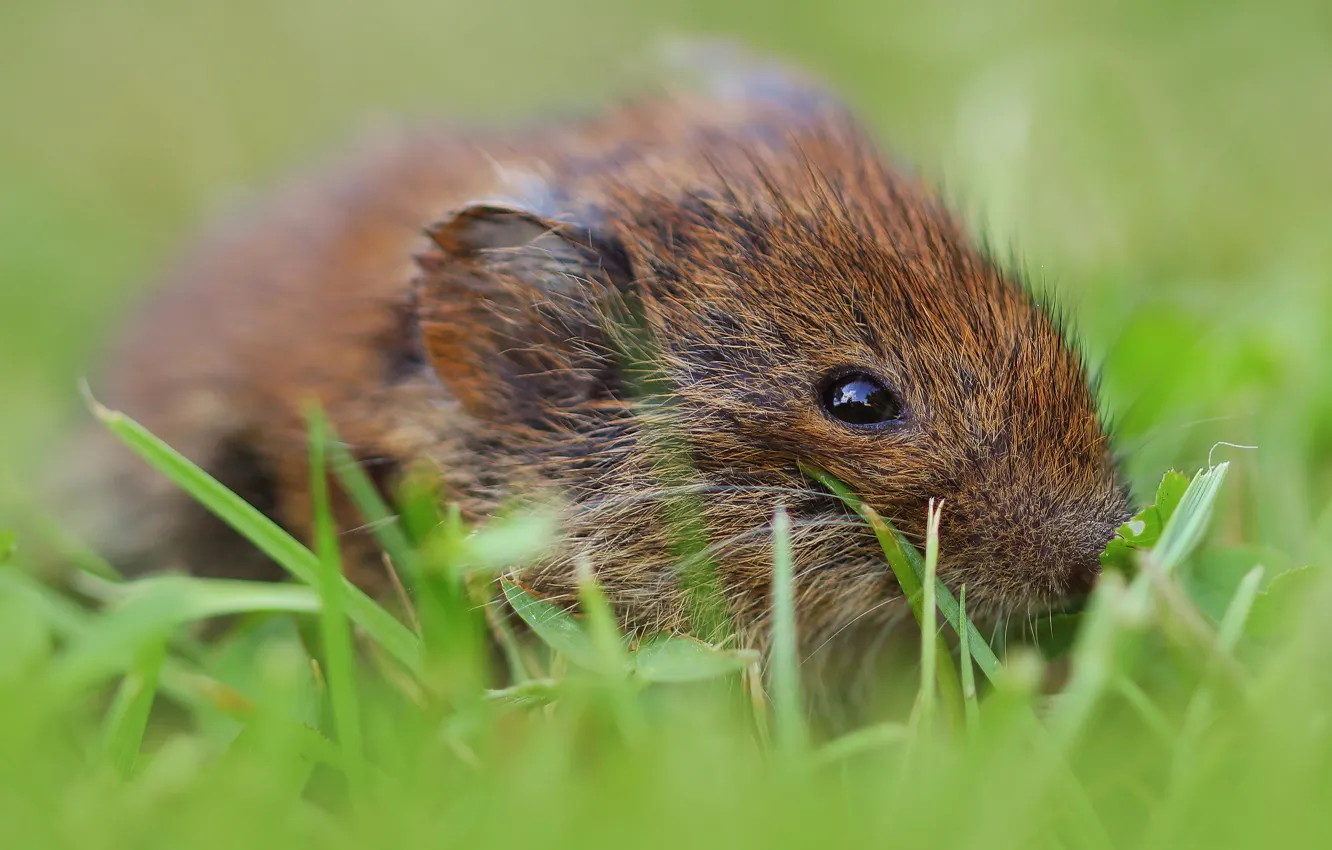 Photo wallpaper grass, look, mouse, mouse, bokeh, rodent, field, vole