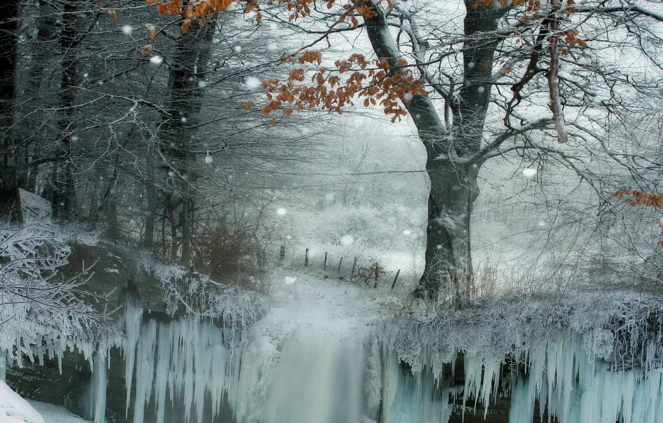 Photo wallpaper winter, snow, trees, ice, Nature, trees, winter, snow