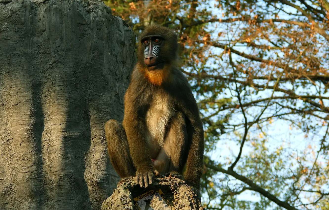 Photo wallpaper autumn, light, branches, stones, rocks, foliage, monkey, sitting