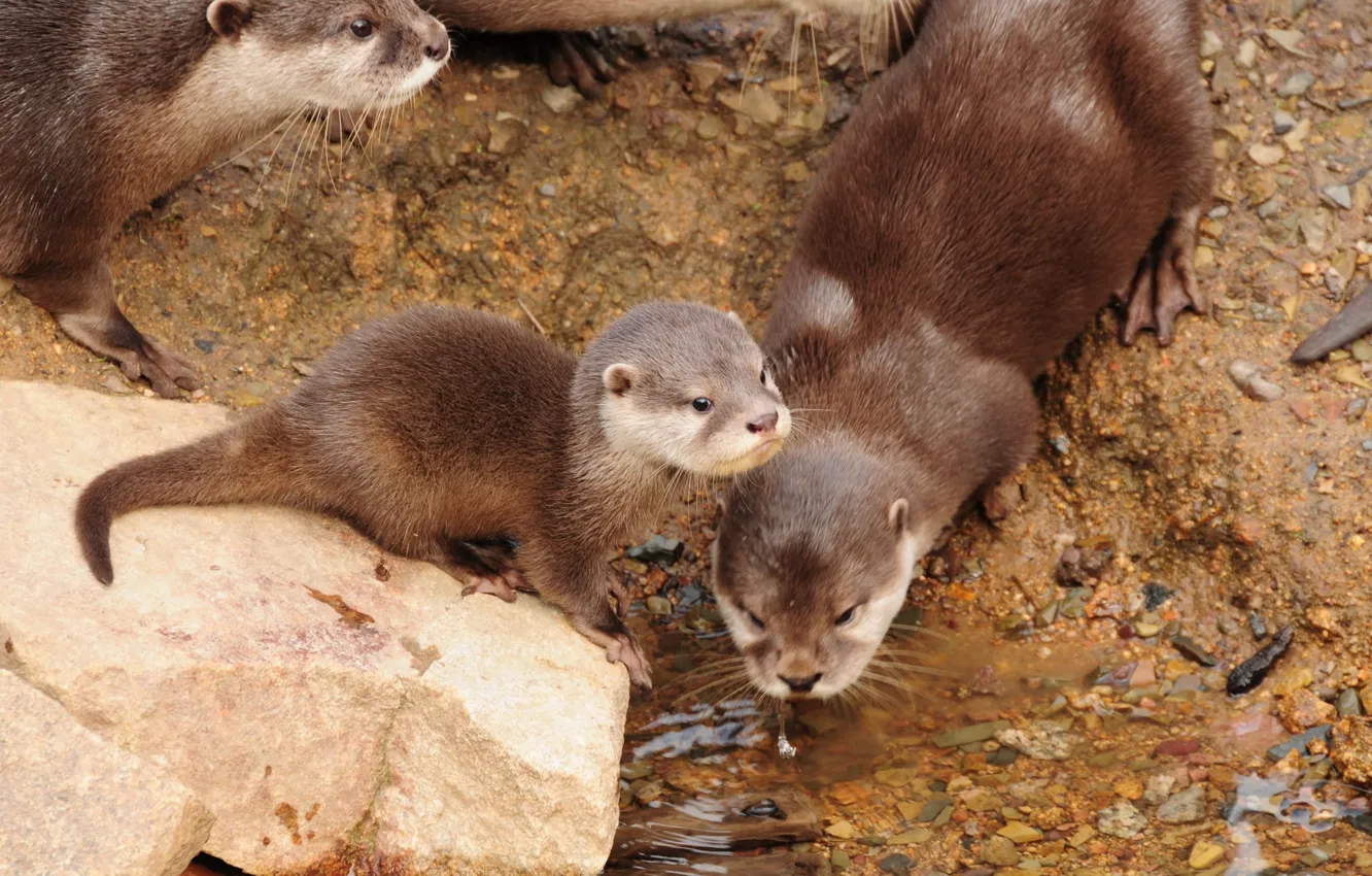 Photo wallpaper nature, wildlife, family, otters