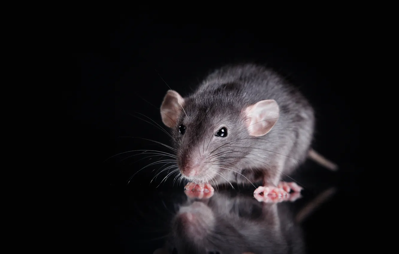 Photo wallpaper picture, pet, rat, portrait, rodent, roof, Pest