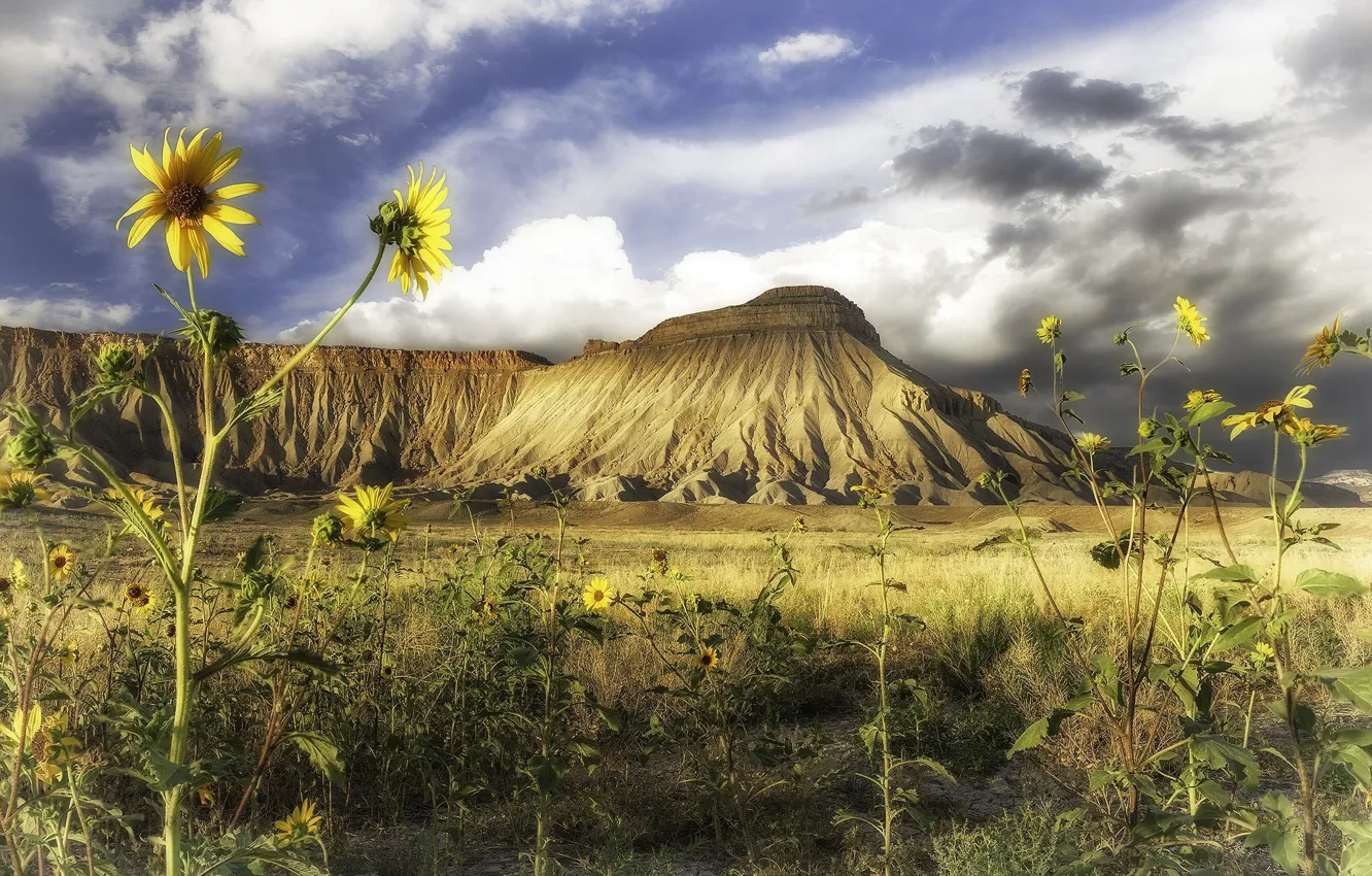 Photo wallpaper sunflowers, landscape, flowers, nature, mountain, beauty
