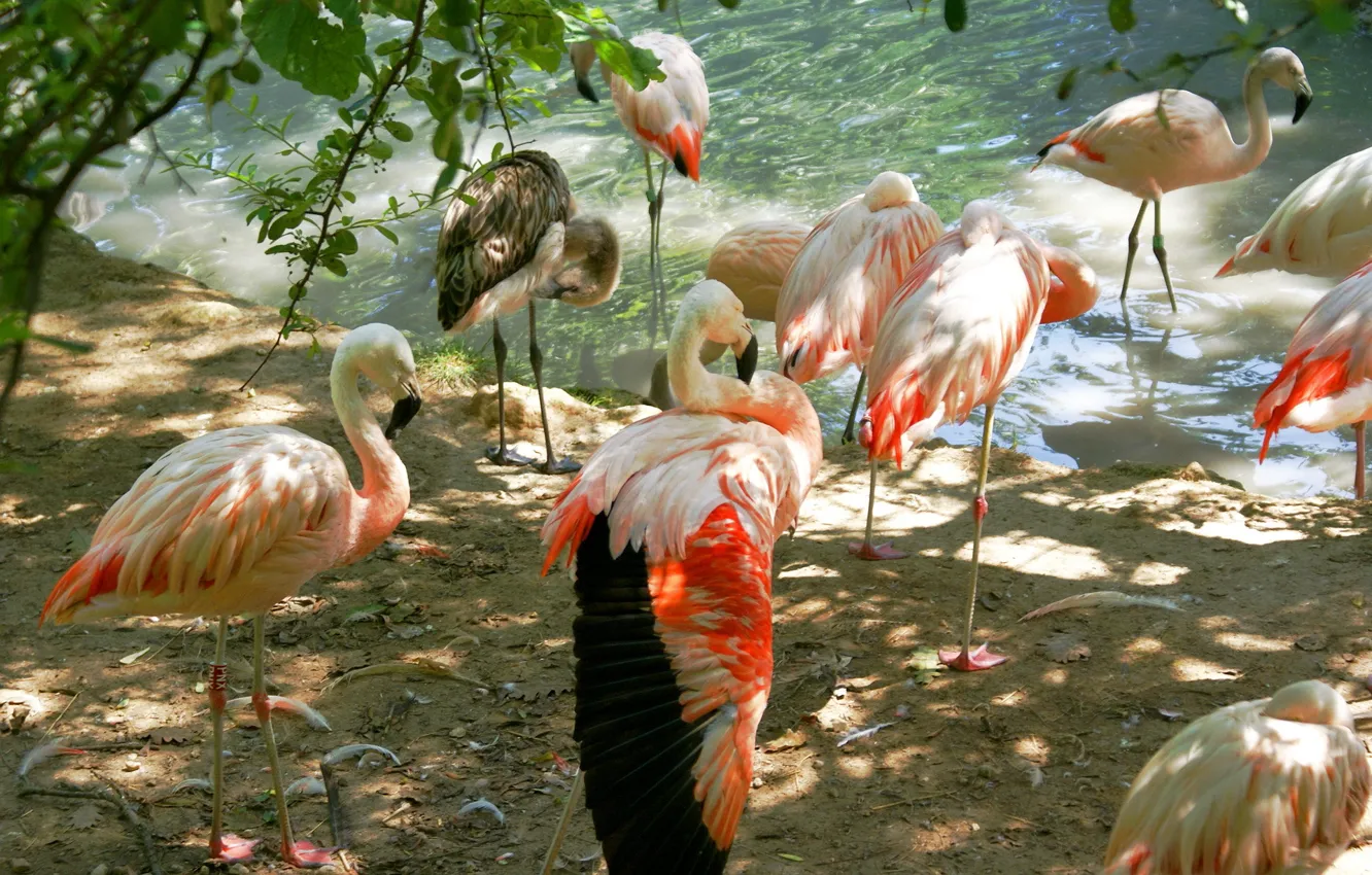 Photo wallpaper animals, birds, photo, Flamingo