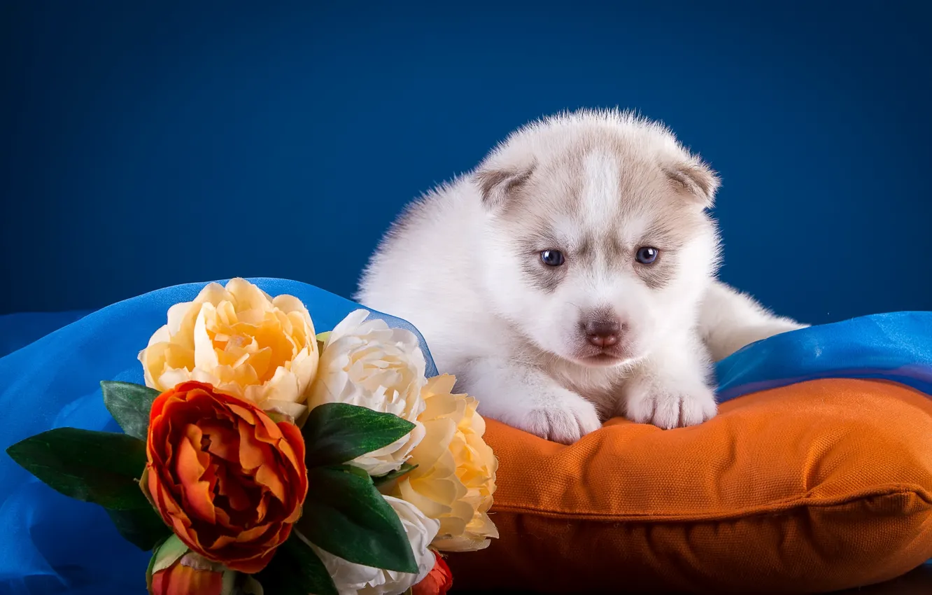 Photo wallpaper flowers, puppy, pillow, husky