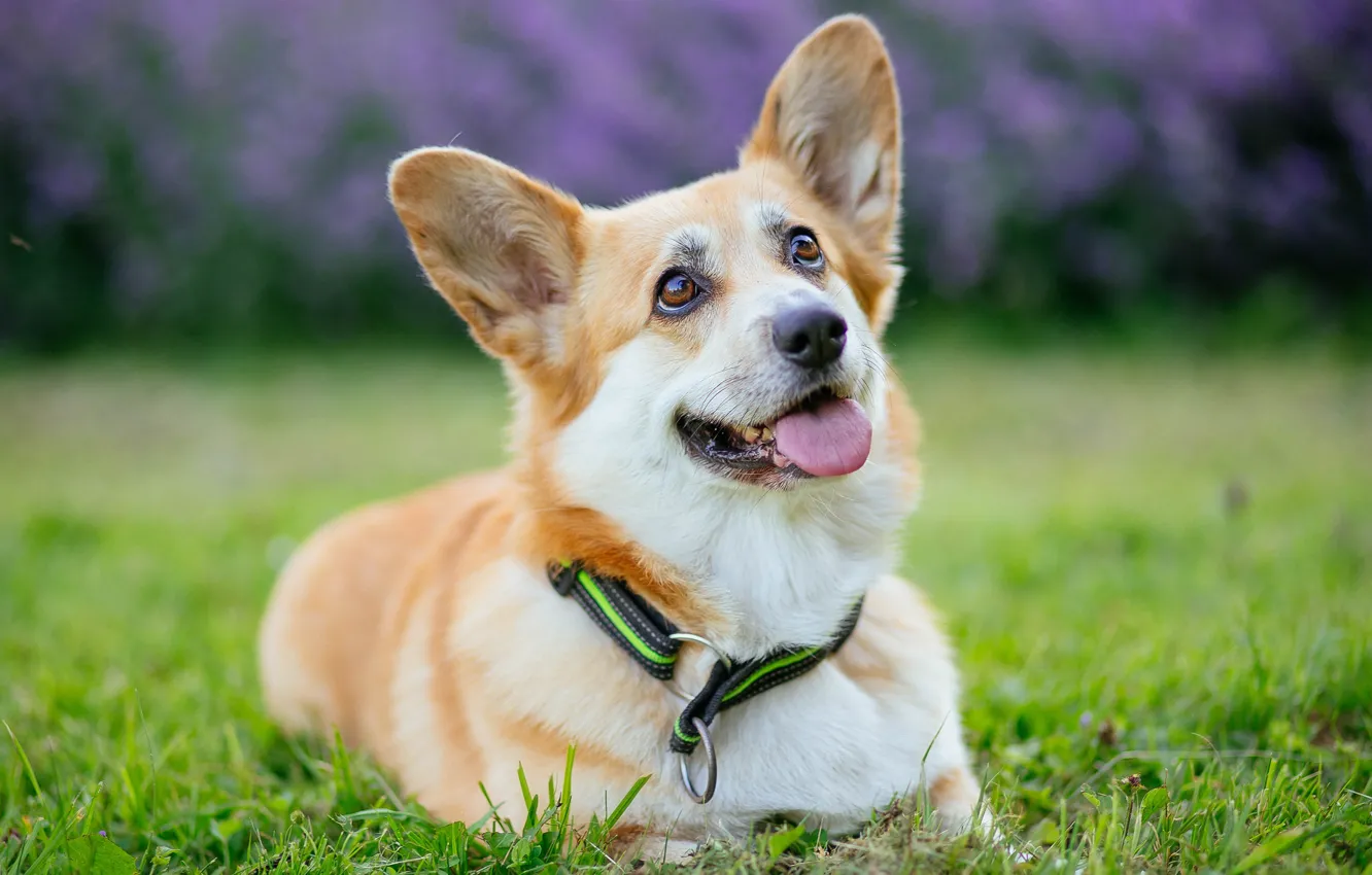 Photo wallpaper language, summer, grass, look, Park, glade, dog, garden