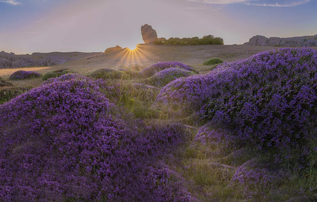 Photo wallpaper field, the sun, flowers, thickets, dal, lilac