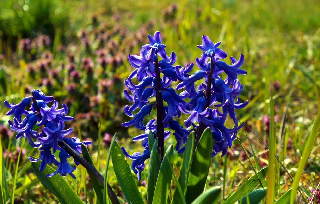 Photo wallpaper flowers, spring, hyacinths