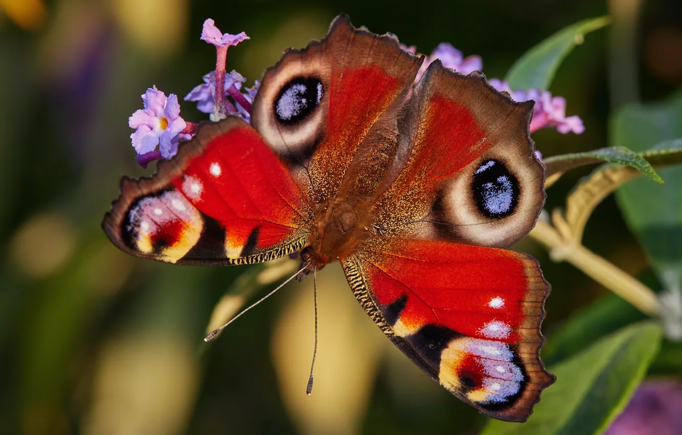 Photo wallpaper macro, flowers, red, butterfly, bright, wings, bokeh