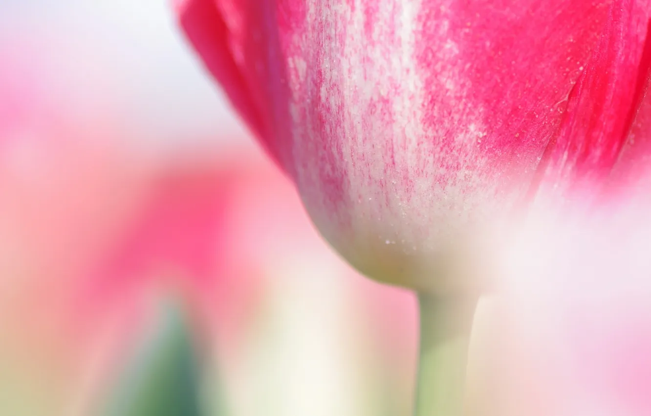 Photo wallpaper macro, flowers, tulips