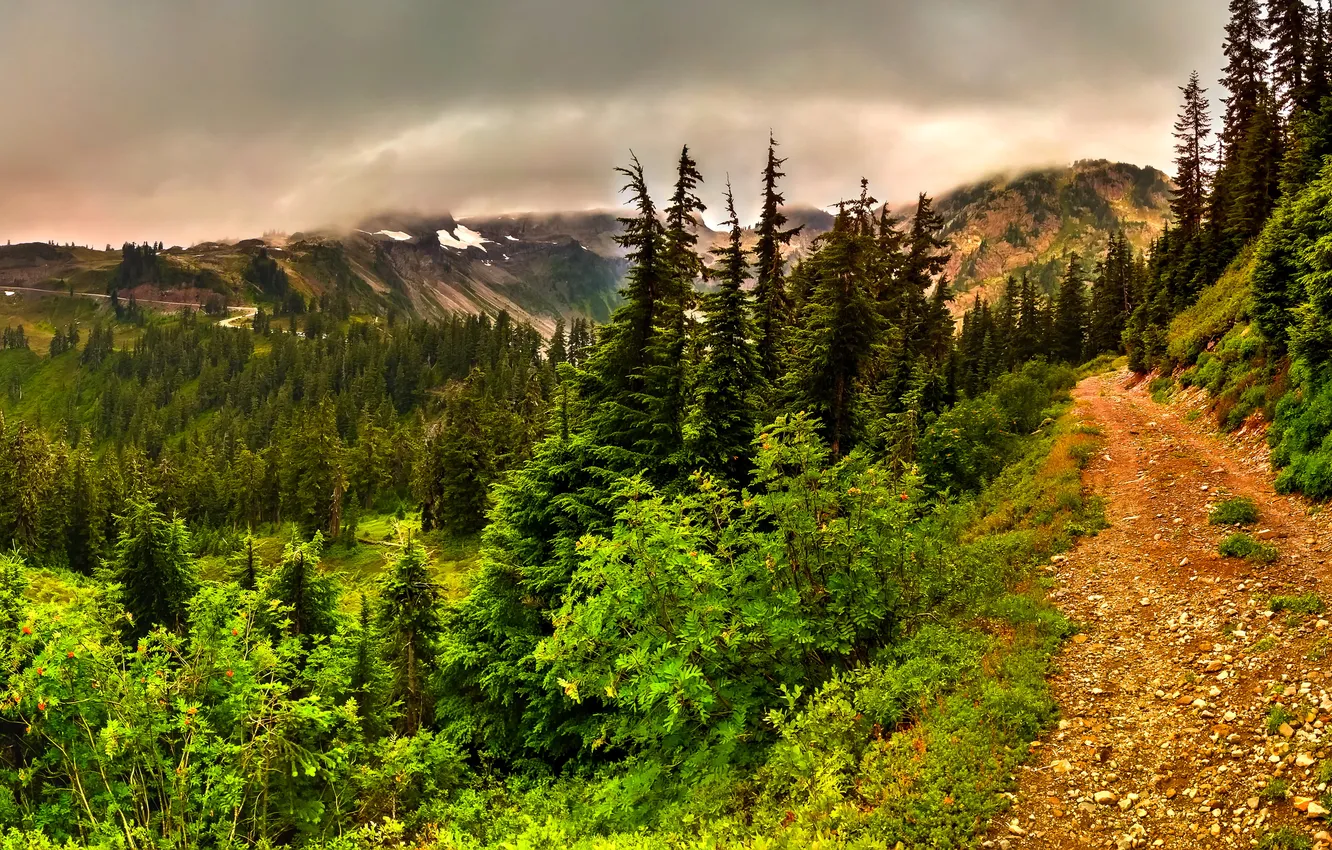 Photo wallpaper forest, trees, mountains, clouds, trail, gorge