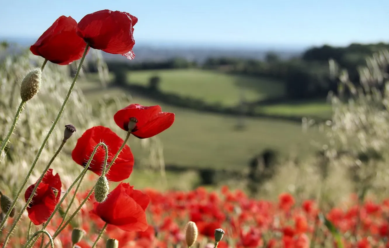 Photo wallpaper summer, nature, Maki