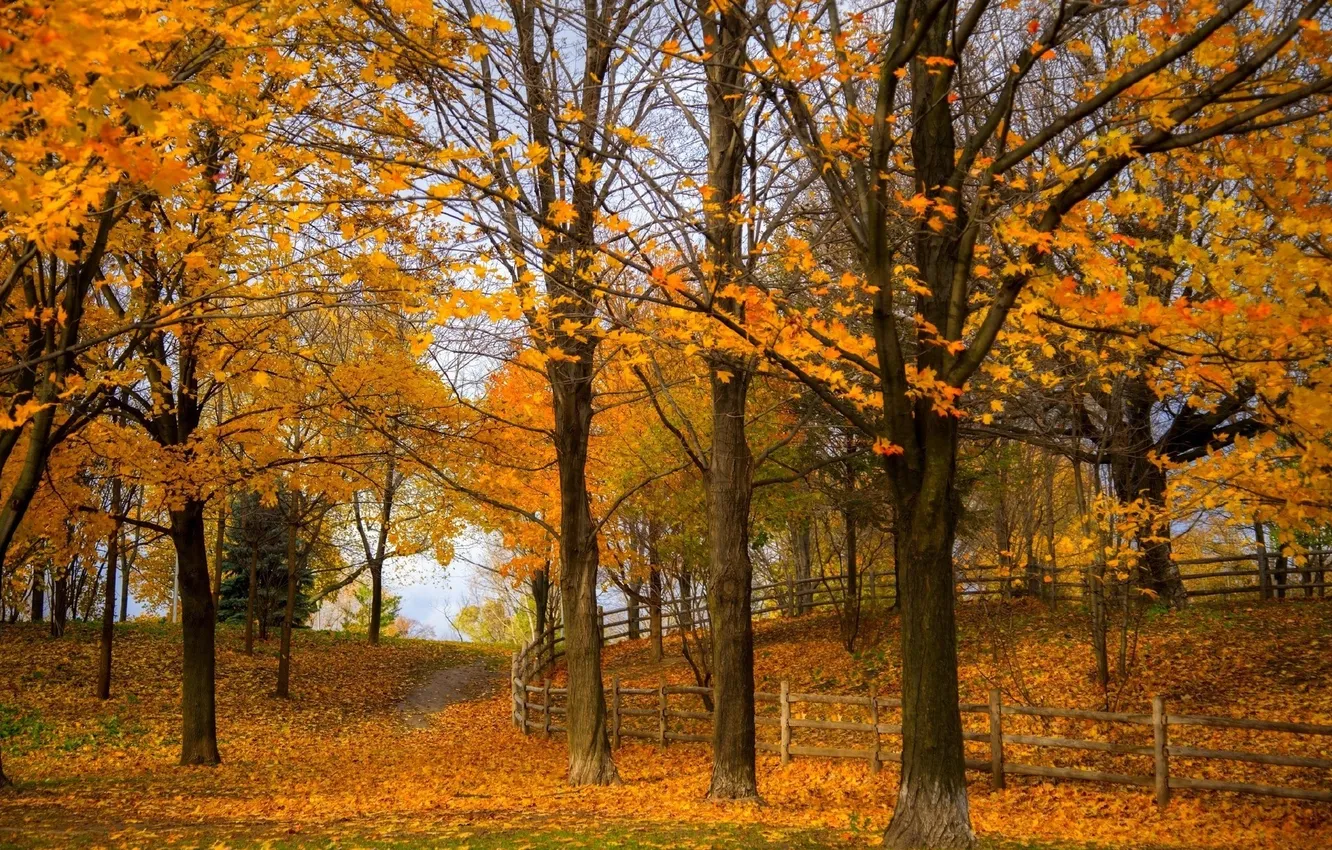 Photo wallpaper autumn, leaves, trees, nature, Park, photo, the fence