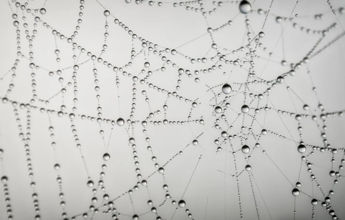 Photo wallpaper drops, Rosa, web, gossamer