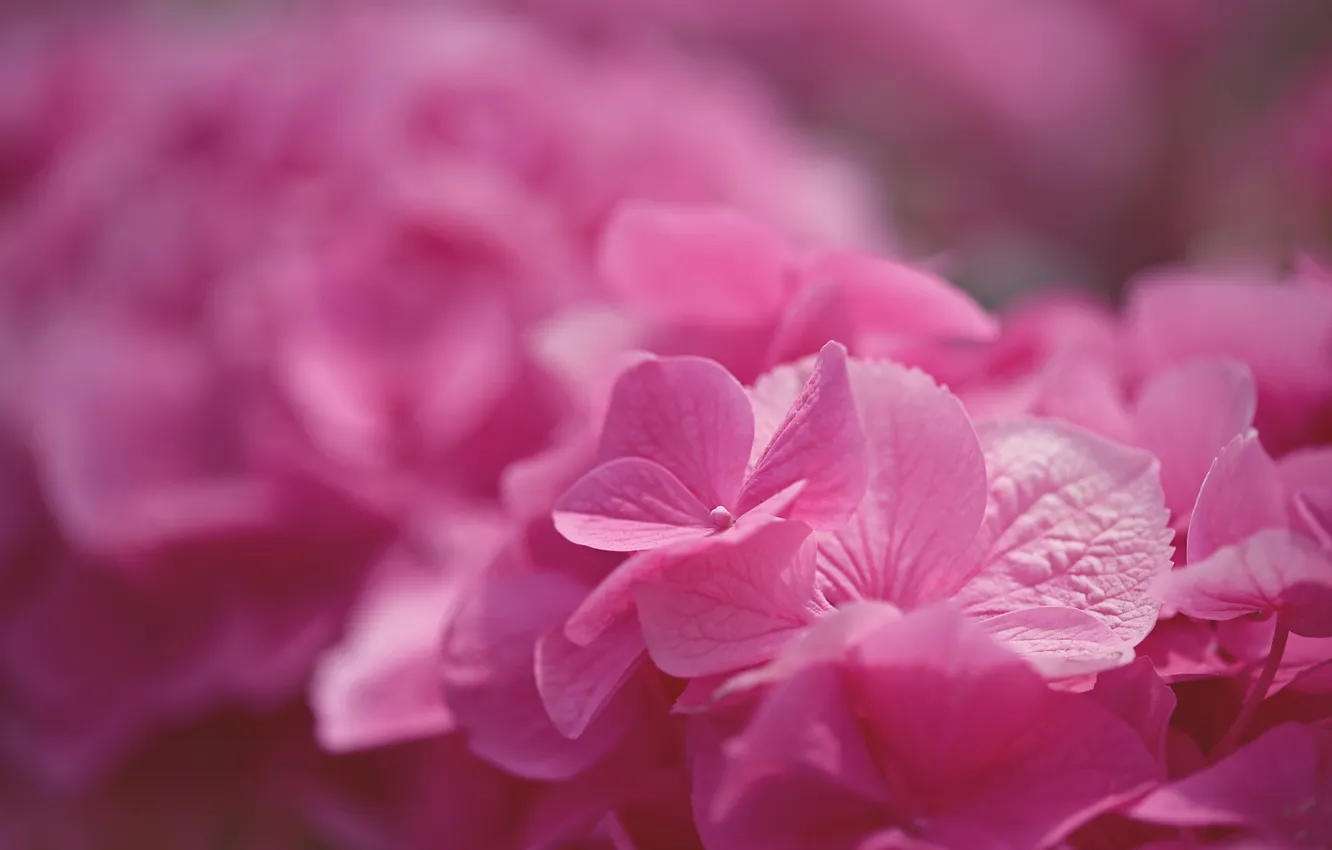 Photo wallpaper macro, flowers, Pink Hydrangea