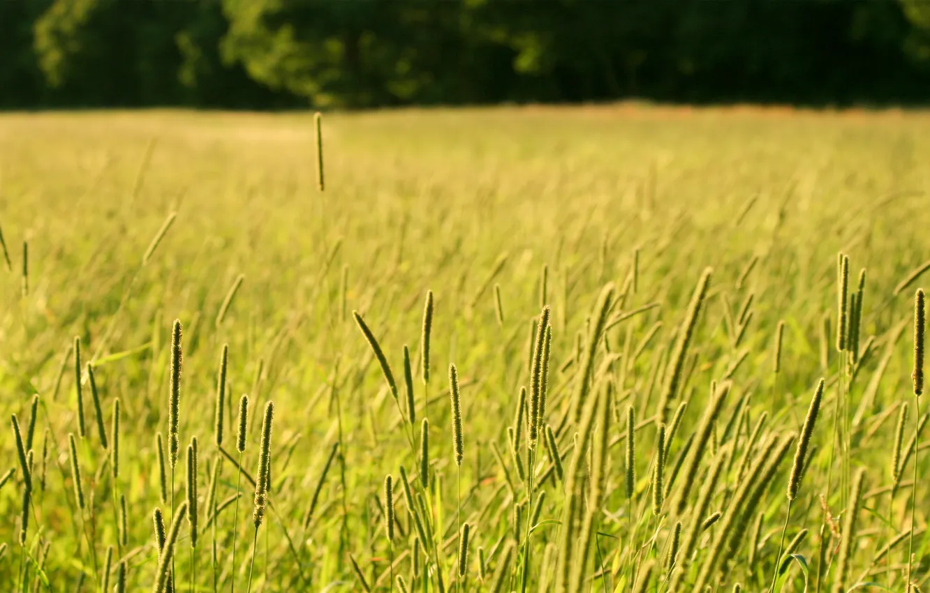 Photo wallpaper field, grass, trees, nature, photo, spikelets