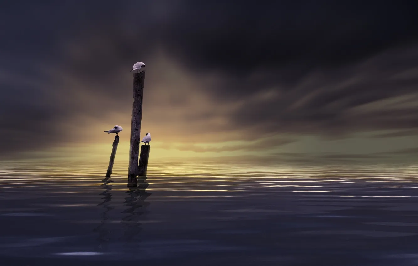 Photo wallpaper sea, the sky, night, bird