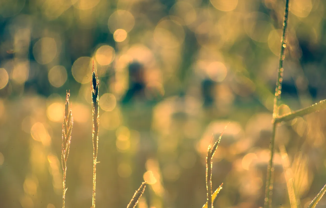 Photo wallpaper stem, spikelets, bokeh