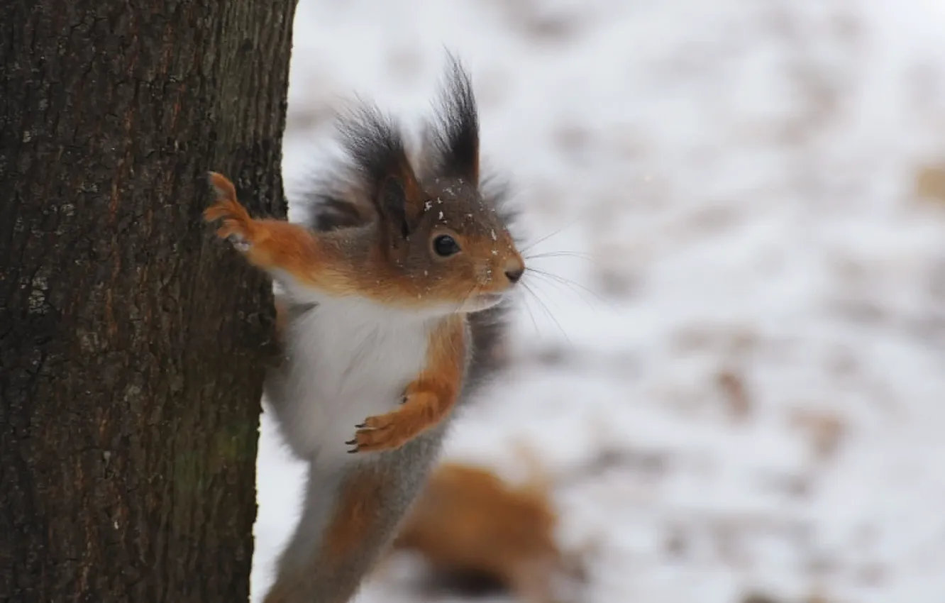 Photo wallpaper winter, trees, protein, fur, rodent