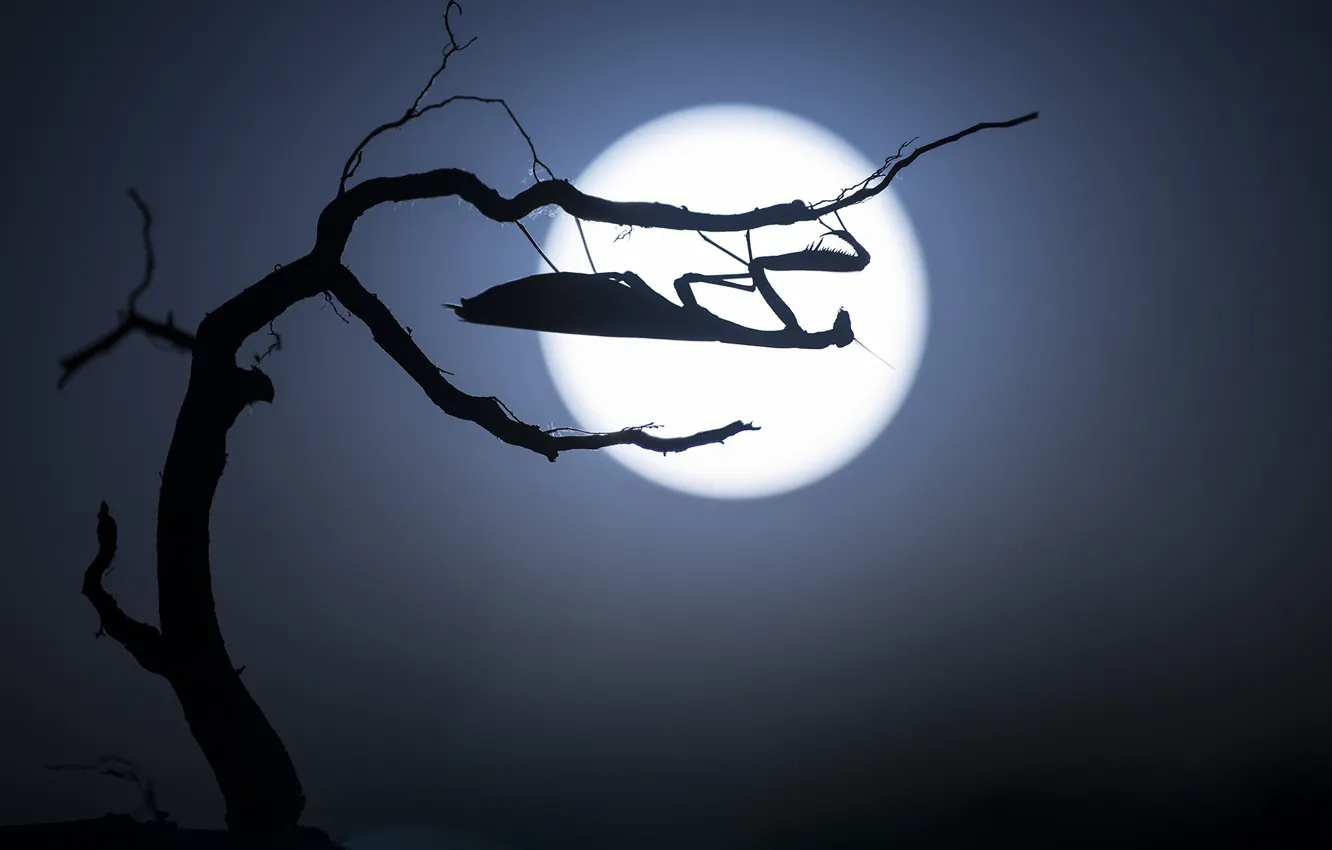 Photo wallpaper the moon, mantis, silhouette