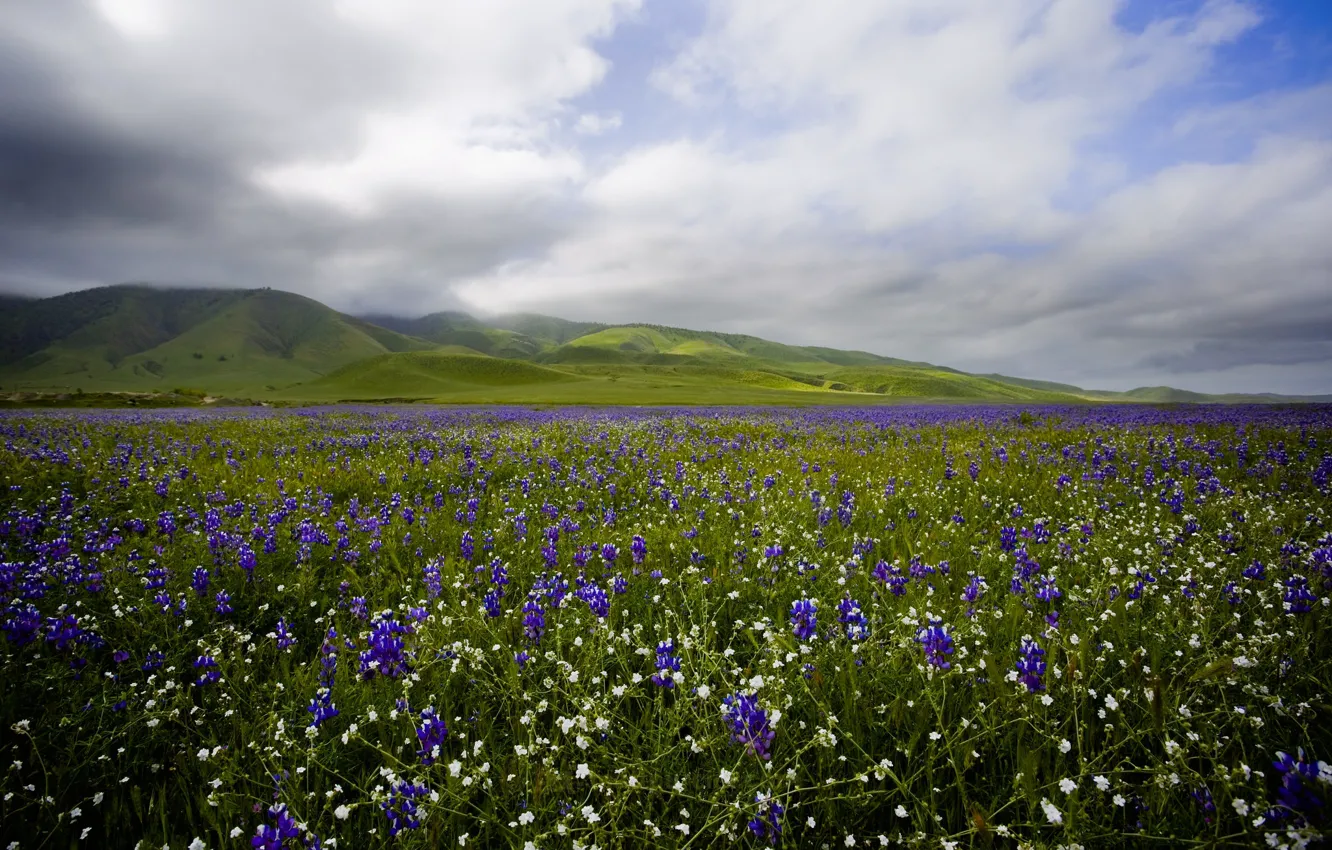 Photo wallpaper field, clouds, flowers, overcast, hills, meadow, field, different