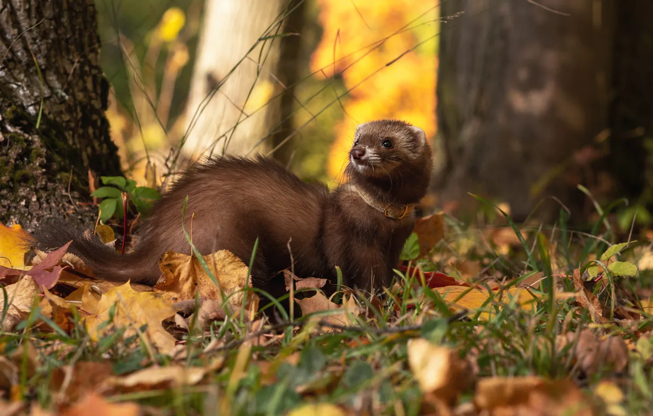 Photo wallpaper autumn, forest, grass, look, leaves, trees, nature, pose