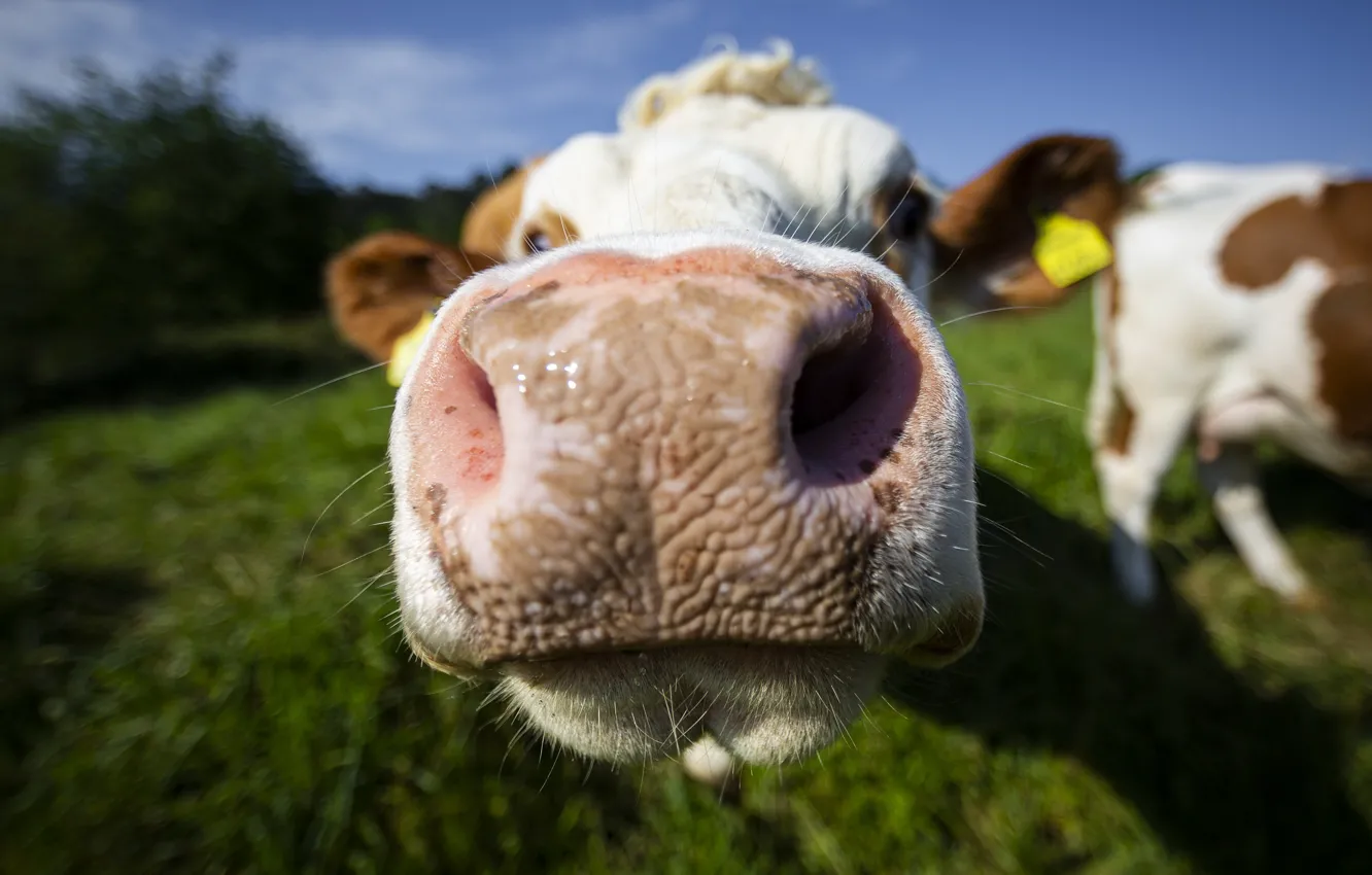 Photo wallpaper summer, cows, cattle