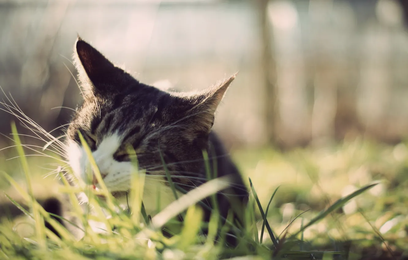 Photo wallpaper grass, mustache, Cat, ears, dumb-dumb, chews
