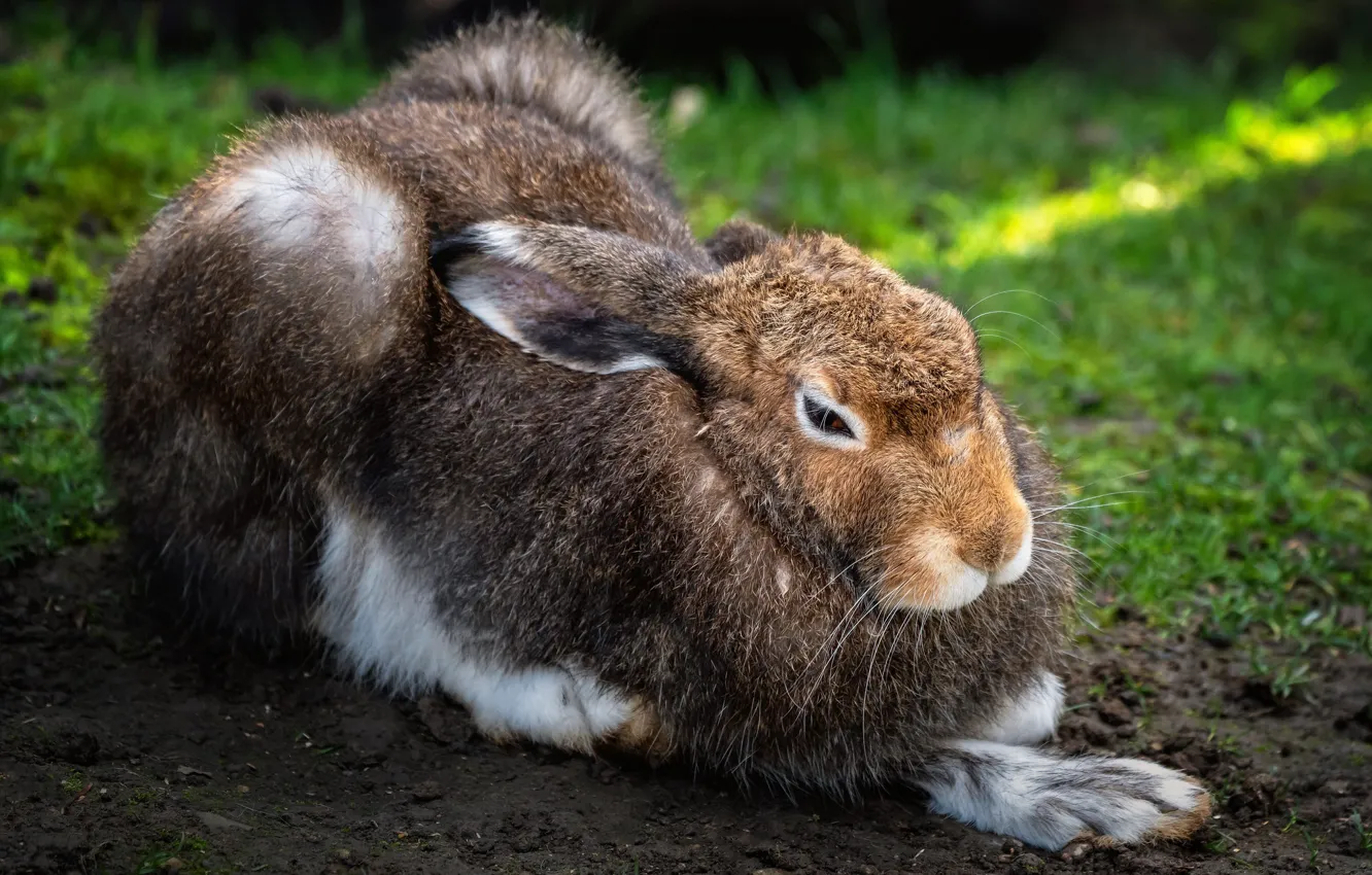 Photo wallpaper grass, face, pose, grey, glade, hare, rabbit, large