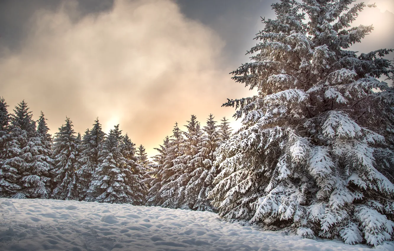 Photo wallpaper winter, forest, clouds, snow, trees