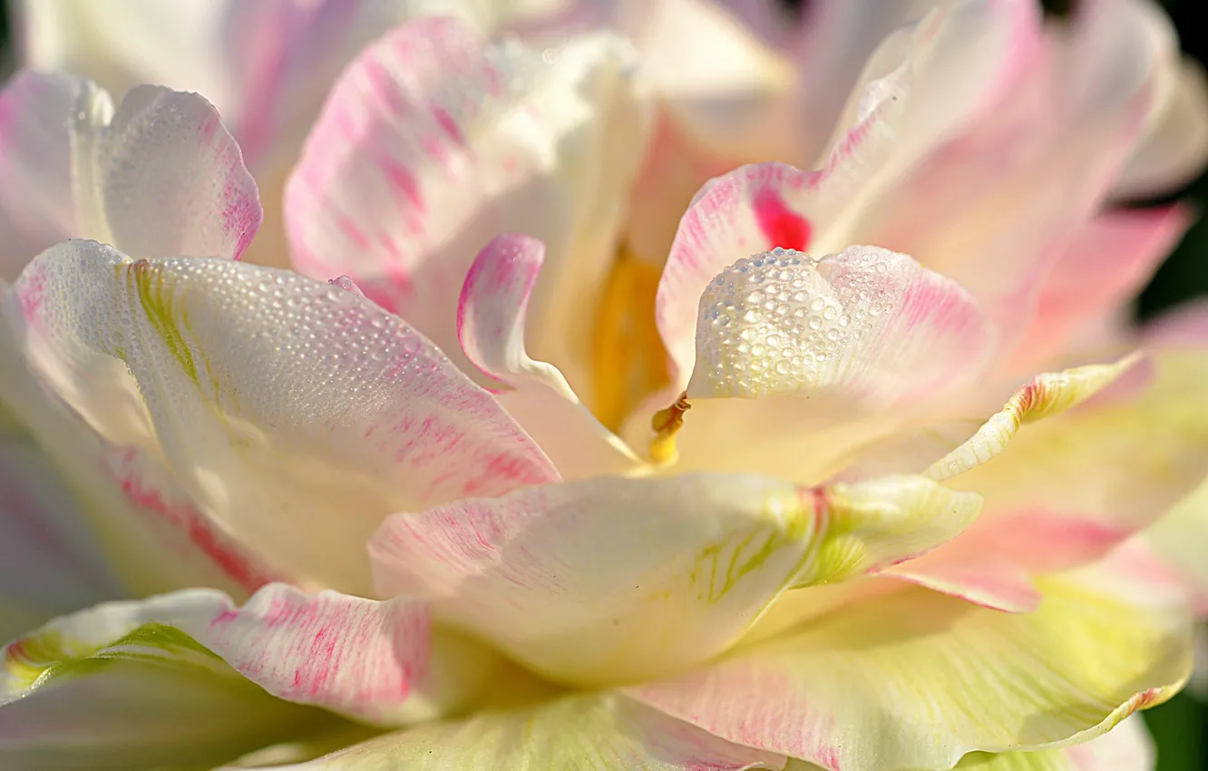 Photo wallpaper water, drops, nature, Rosa, petals, Magnolia