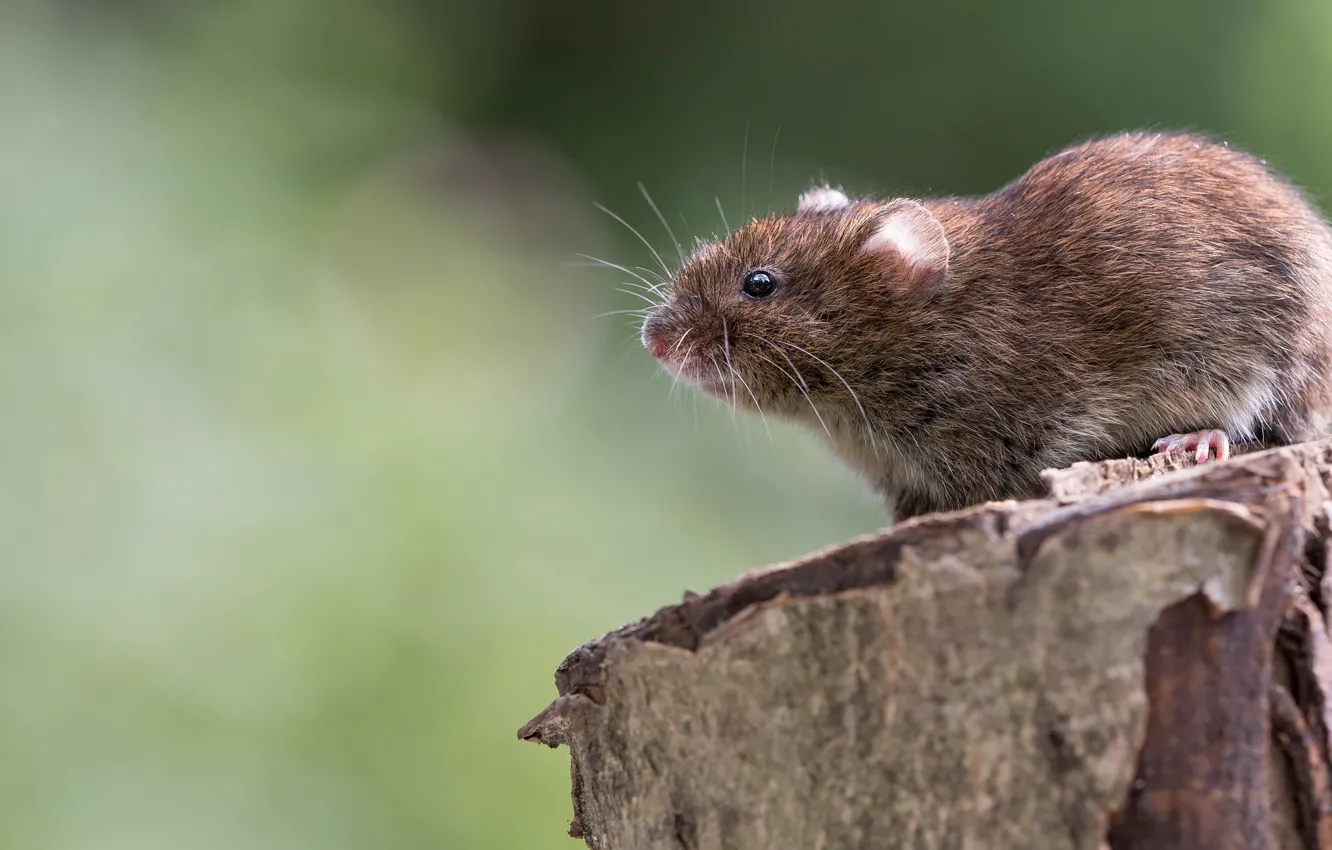 Photo wallpaper background, rat, stump, rodent, profile, mouse, mouse