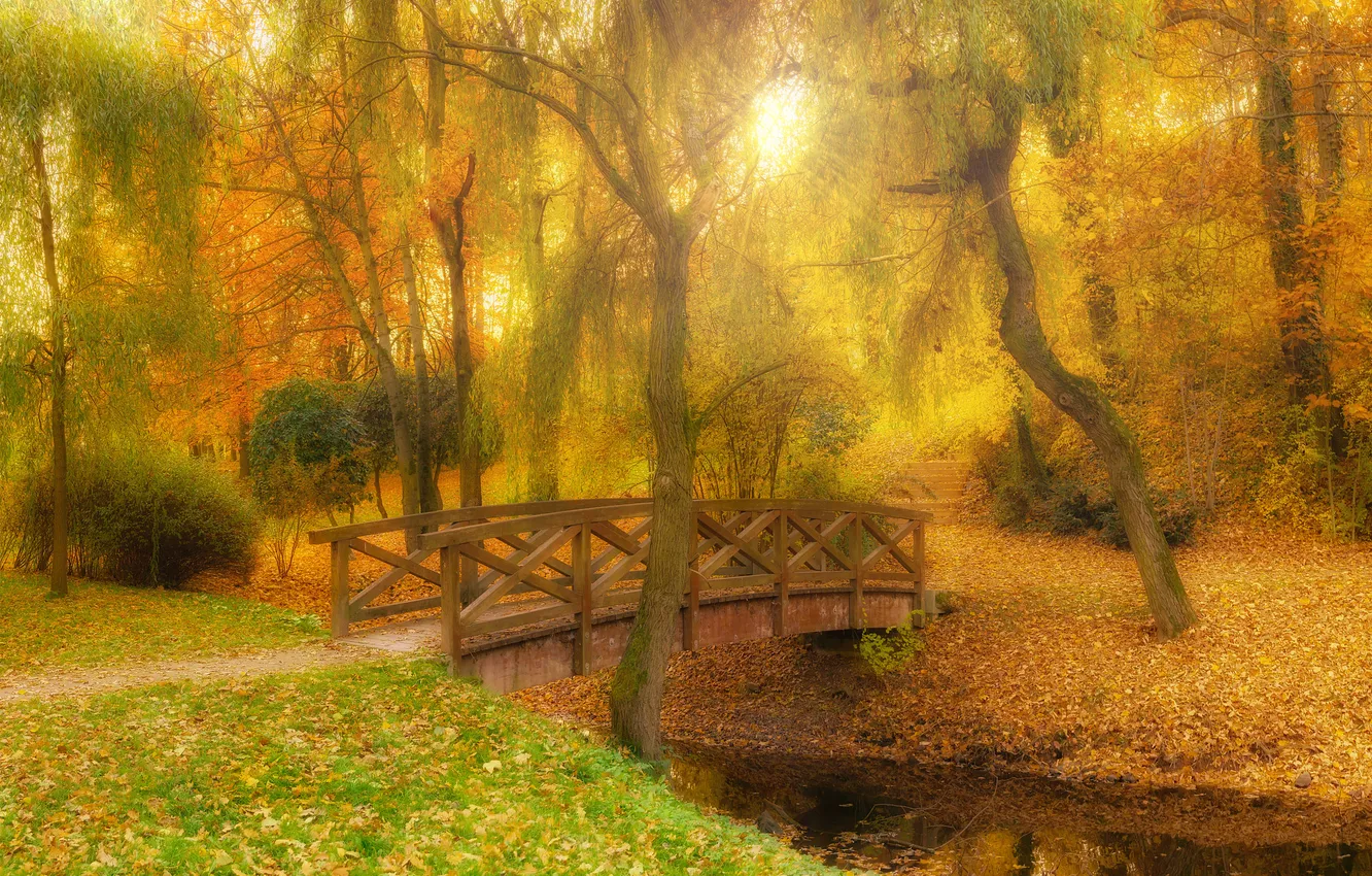 Photo wallpaper autumn, forest, the sun, rays, light, trees, nature, Park