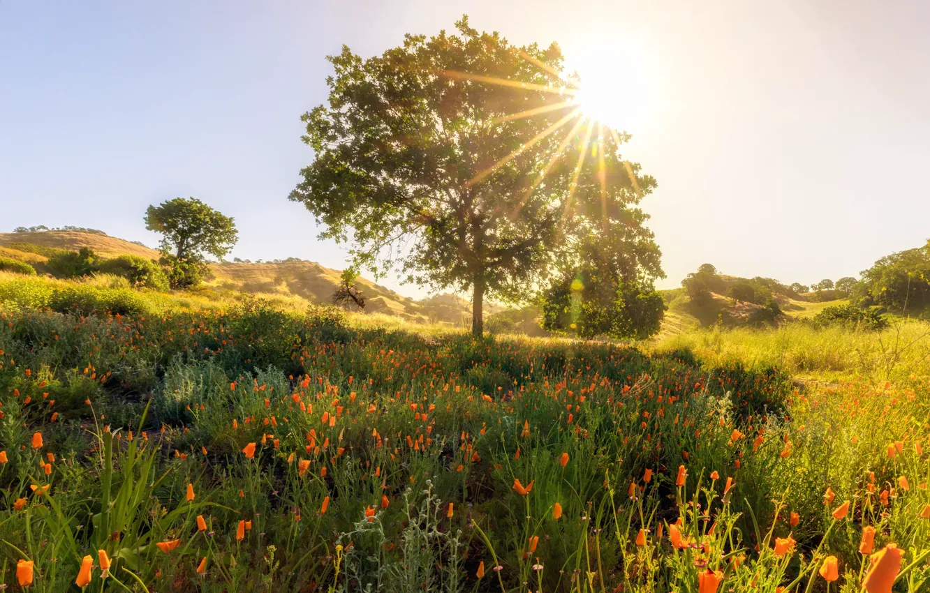 Photo wallpaper field, the sun, trees, flowers, Escholzia