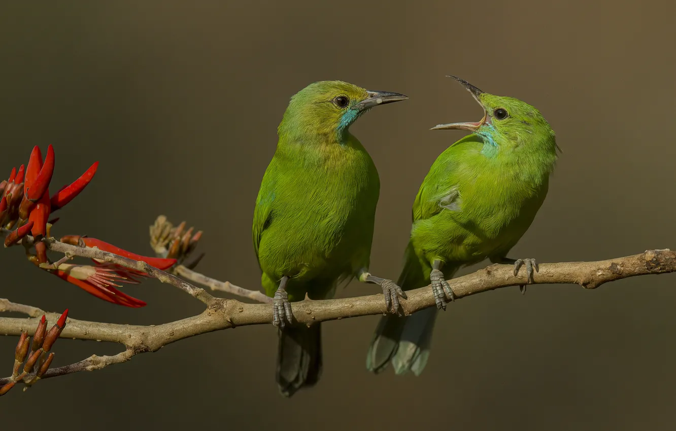 Photo wallpaper flowers, branches, red, pose, green, background, bird, beak