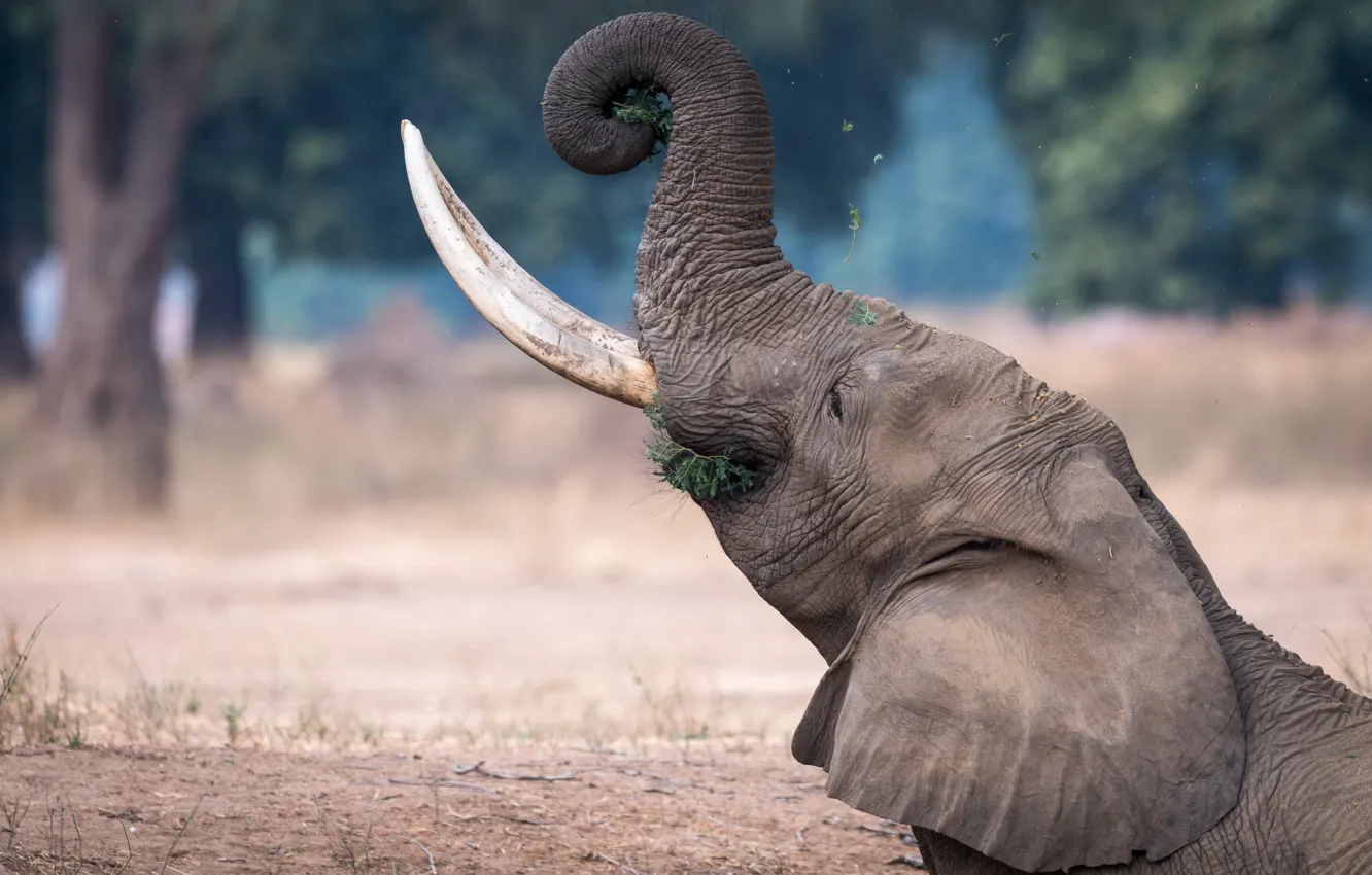 Photo wallpaper elephant, tusks, trunk, bokeh