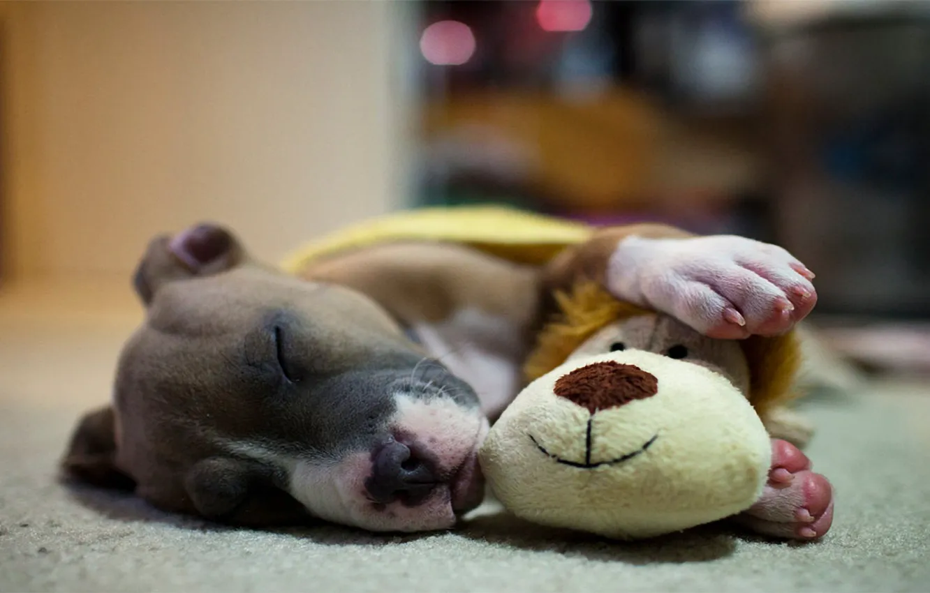 Photo wallpaper stay, toy, sleep, dog
