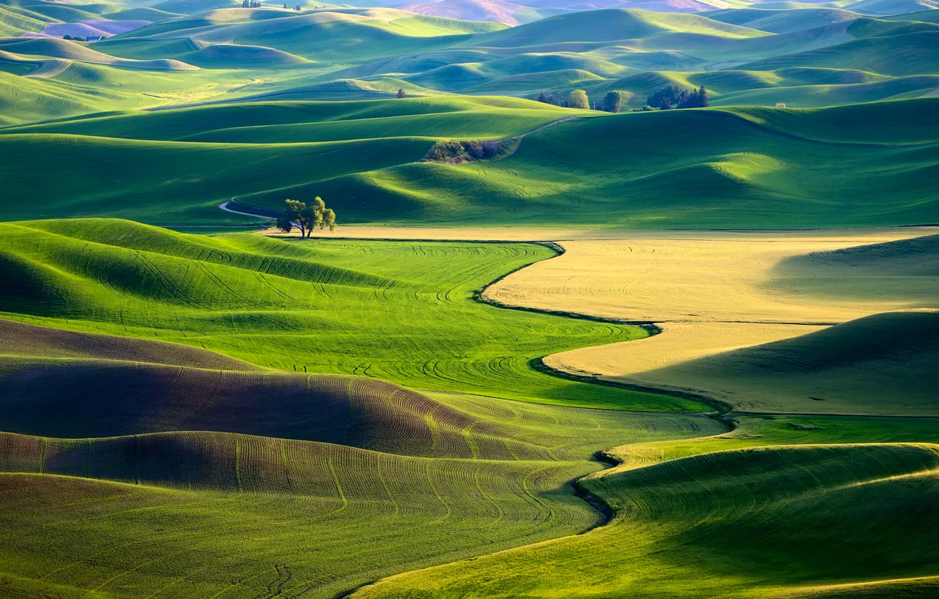 Photo wallpaper field, USA, carpets.greens