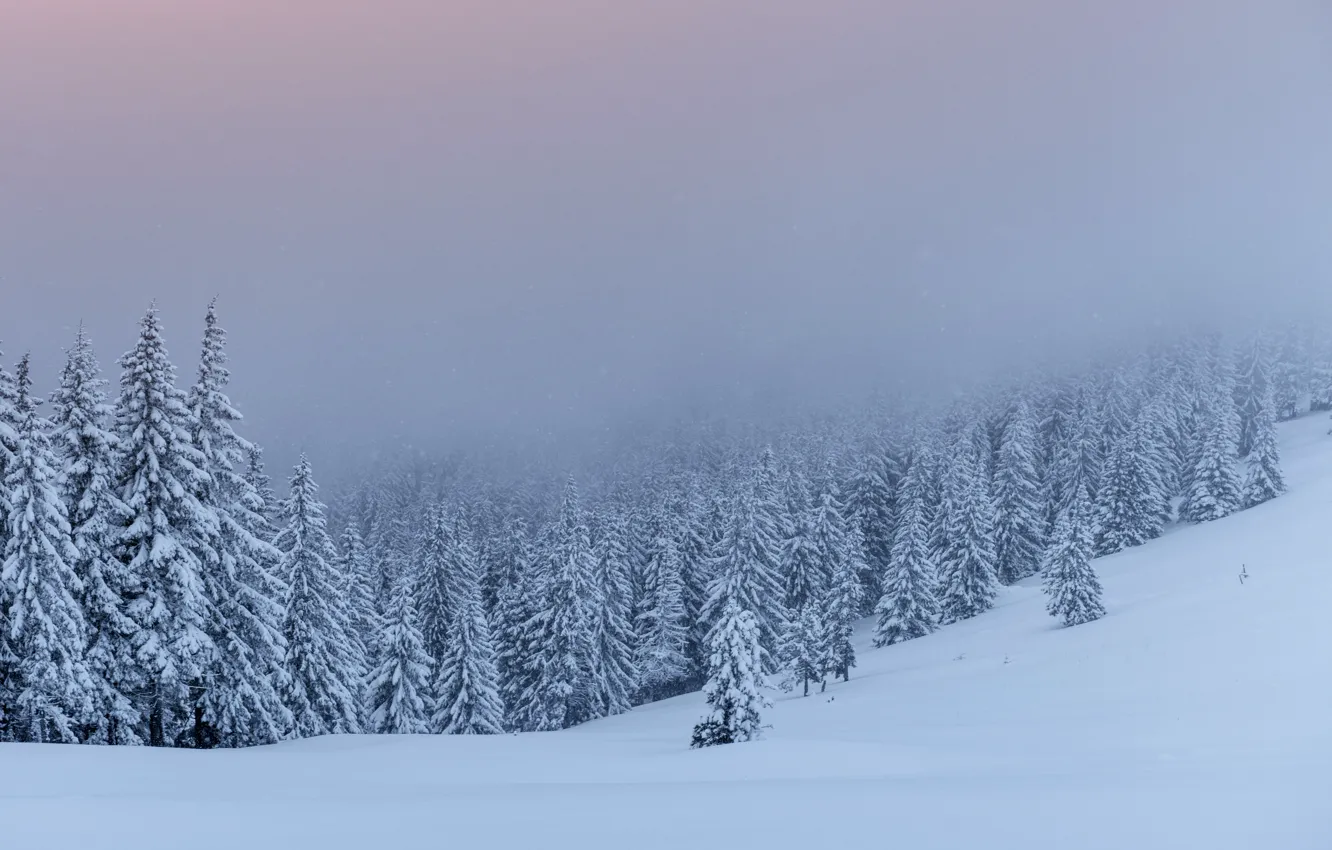 Photo wallpaper winter, snow, trees, landscape, tree, landscape, winter, snow