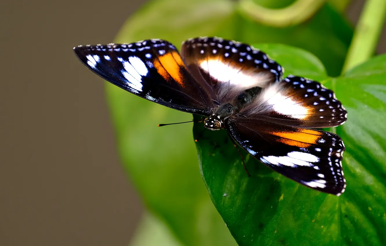 Photo wallpaper butterfly, wings, green leaf