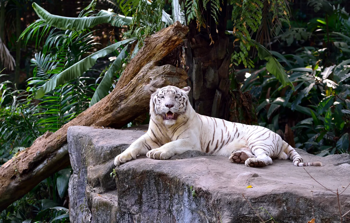 Photo wallpaper cat, stay, foliage, stone, snag, white tiger