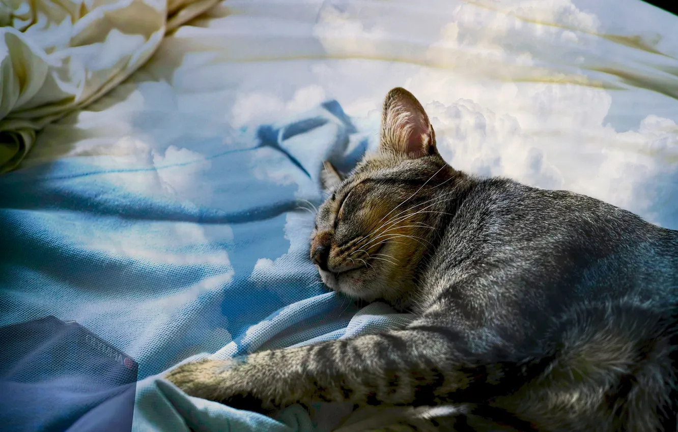 Photo wallpaper cat, stay, cat