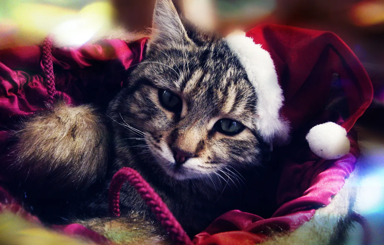 Photo wallpaper cat, eyes, cat, paws