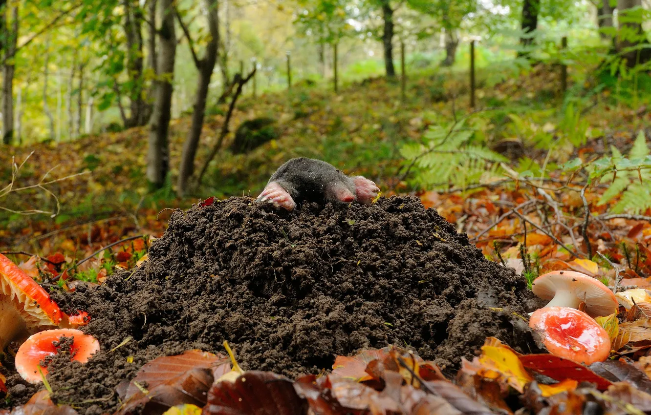 Photo wallpaper forest, leaves, mushrooms, Nora, mole