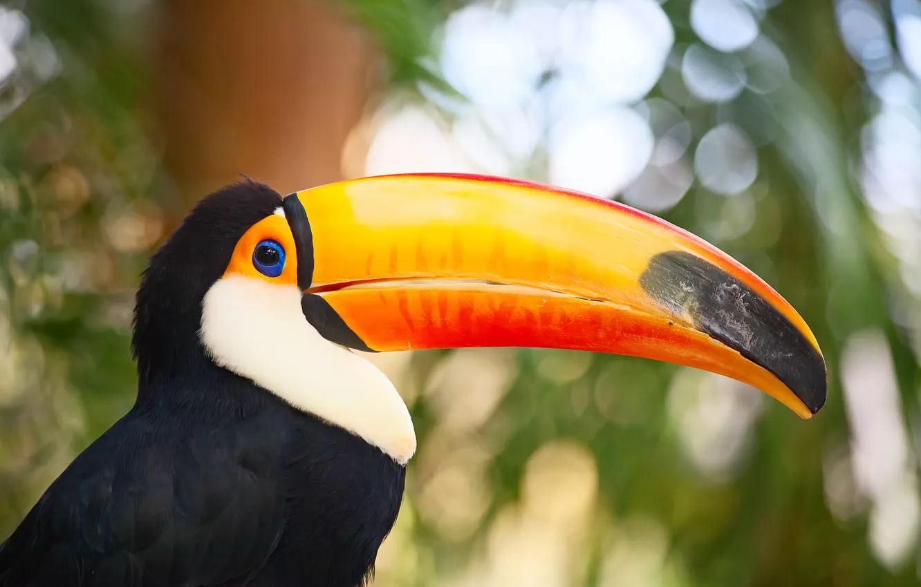 Photo wallpaper bird, Toucan, bokeh