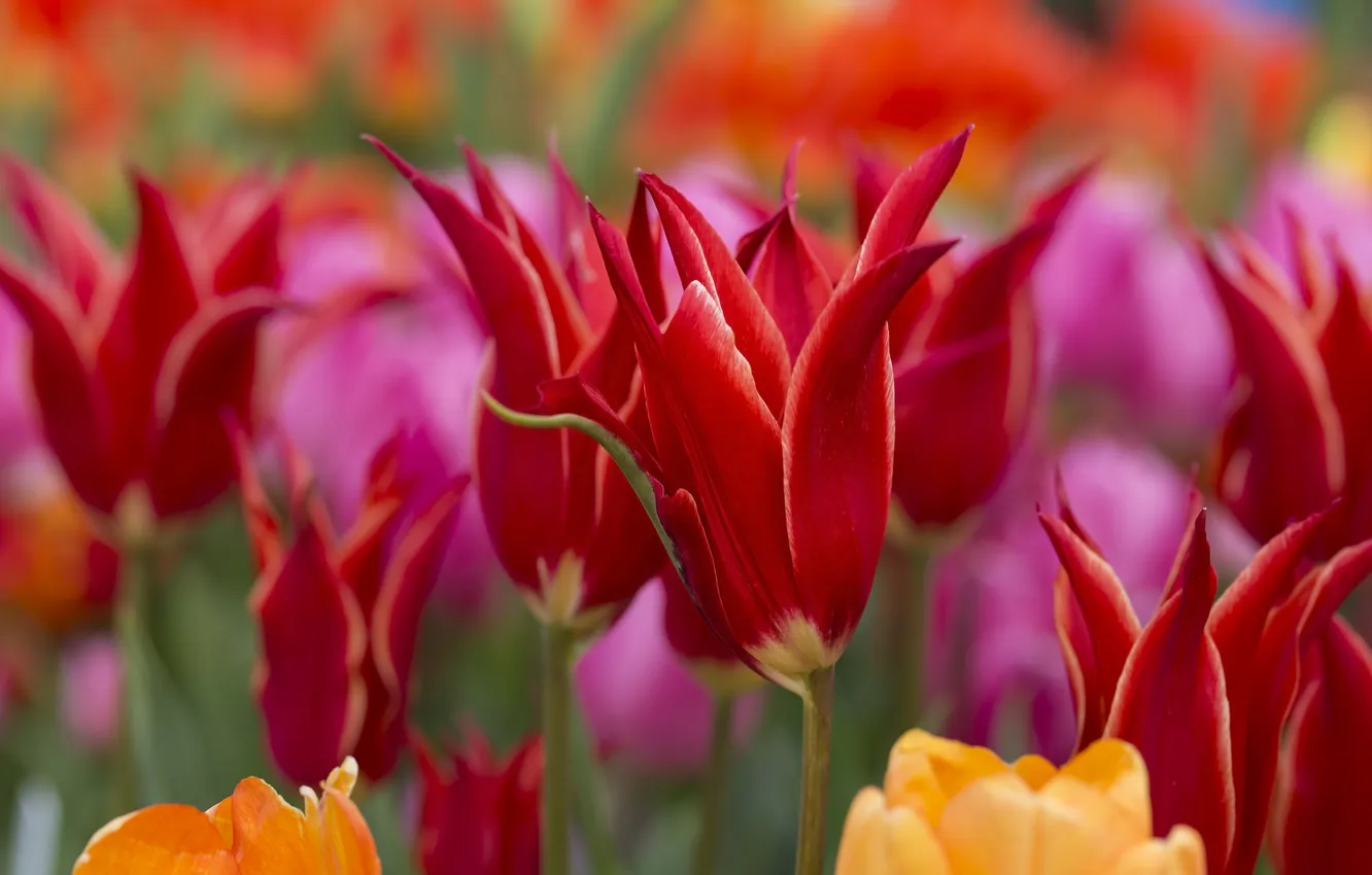 Photo wallpaper macro, spring, tulips, buds