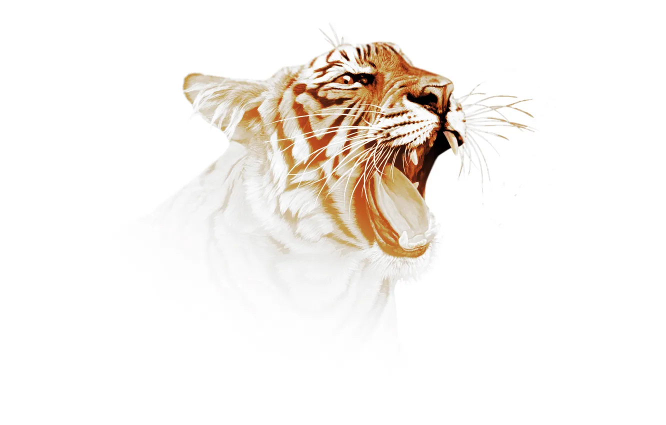 Photo wallpaper tiger, predator, art